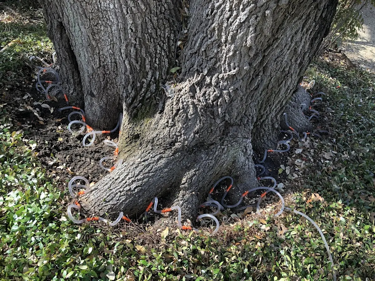 Detailed Tree Cabling and Bracing job site in Glen Flora